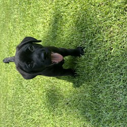 Adopt a dog:Seamus/Labrador Retriever/Male/Baby,Seamus!! One of our Adorable lab / cane corso pups ! These babies will be big since they we like 16 lbs at 8 weeks old ! They will be ready mid July!! Very sweet and well socialized with kids, cats and dogs too! If you love big loving sweet pups / dogs one of this litter is for you! To apply please visit www.straynetwork.org