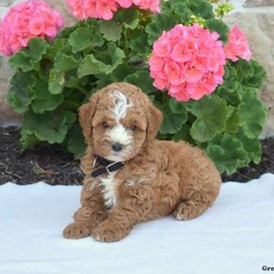 Scout/Cavapoo									Puppy/Male	/May 16th, 2024,Meet Scout, a family raised F1B Cavapoo puppy that has been socialized with children. This cute and cuddly pup is ready for his forever home. He is up to date on shots & wormer plus he will be vet checked. Scout is very friendly and loves to be spoiled. The breeder provides a 30 day health guarantee for him too. To learn more about this playful pooch, call the breeder today!