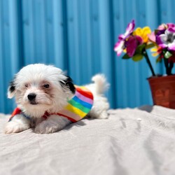 Adopt a dog:Cuddle Bug/Shih Tzu/Female/Baby,For more information or questions about this pet, please email KDavis@vospca.org or text (559) 651-1111