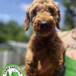 Adopt a dog:Noodles/Poodle/Female/Young,You can fill out an adoption application online on our official website.

If you would like to take me home please complete a Pet Adoption Application

Male poodlemale poodle