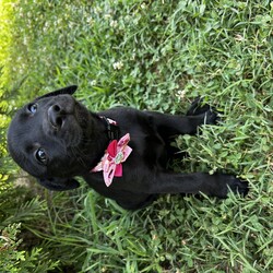 Adopt a dog:Daphne/Black Labrador Retriever/Female/Baby,Here is a heartwarming biography for your adoptable dog Daphne: 