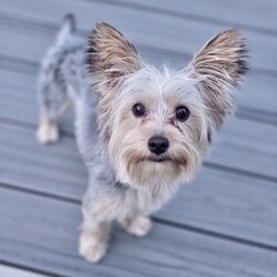 Adopt a dog:me/Yorkshire Terrier/Male/Baby,Miles is 11 months old.  His 1st birthday is August 3.  

He is a boisterous puppy so he needs at least one other age-appropriate and sturdy dog that can stand up to his rough & tumble play.  

Miles came from a home that didn't have time to train him.  They didn't neuter him so he was marking.  Because of that they left him in a crate for long periods of time.  

His foster Mom says he is a lovebug.  She'll call his name and wherever he is he'll turn around and come running.  He jumps into her lap and covers her face in kisses.   He is so excited to be free of his crate and is loving life.  

There is a cat in his foster home.  He doesn't chase after it but he does bark at it.

Miles is being neutered this week.