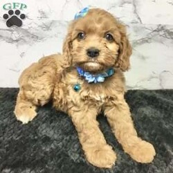 Logan/Cavapoo									Puppy/Male	/7 Weeks,Meet Logan he is a friendly, well socialized, playful,cavapoo puppy. He is vet checked microchipped, updated on his shots and worming. He is ready to meet his new family.