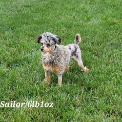 Ike/Cavapoo									Puppy/Male	/6 Weeks,AKC registered / Genetically tested Parents – Happy and healthy – F1 Cavapoo – Up to date on and deworming – Microchipped – 6 month health/1 year genetic guarantees(1yr/2yr if you remain on recommended food)- Full vet examination Call/text/email to schedule a time to come out and visit. We can ship to you, or can meet you at our airport. We can also meet in between if a reasonable distance.