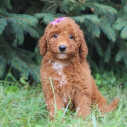 Rachelle/Mini Goldendoodle									Puppy/Female	/May 11th, 2024,Hi, I’m Rachelle, the cutest Mini Goldendoodle puppy with so much love for you! I’ve got the sweetest little face and personality to match. You won’t be able to resist snuggling with me and will love it when I give you cuddles. You’ll be amazed at how eager to please I am. Won’t you give me a lifetime of happiness? Reserve me today to be your fur-ever friend! I come with a 3 year health guarantee, up to date on vaccinations and microchipped.