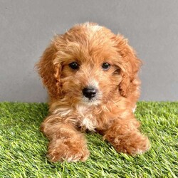 Coco/Cavapoo									Puppy/Female	/9 Weeks,Hi my name is Coco! I’m a cute hyer-allergenic cuddly cavapoo. I love playing, and snuggling. I have been family raised with small children. I have been vet checked and up to date on all my vaccines and de-wormer. I come with a one year genetic health guarantee. I am micro chipped and ready to be registered. If you would like more infomation, pictures or a video please call Aaron. We can also Facetime.  