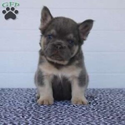 Leo/French Bulldog									Puppy/Male	/8 Weeks,Hey There, My name is Leo! I am a very cute Lilac colored male AKC Fluffy French Bulldog puppy! I was born on May 9th, 2024. I am such a sweet little guy! I am looking for my new family, could that be with you? If you choose me I will come home to you vet checked, microchipped, AKC Registered and I will also come with a health guarantee. Both of my parents have also been DNA Tested. If you think that I would make the perfect little addition to your family, then please call or text to find out more information about me! I am located in Fresno, Ohio!