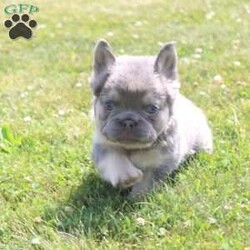 Leo/French Bulldog									Puppy/Male	/8 Weeks,Hey There, My name is Leo! I am a very cute Lilac colored male AKC Fluffy French Bulldog puppy! I was born on May 9th, 2024. I am such a sweet little guy! I am looking for my new family, could that be with you? If you choose me I will come home to you vet checked, microchipped, AKC Registered and I will also come with a health guarantee. Both of my parents have also been DNA Tested. If you think that I would make the perfect little addition to your family, then please call or text to find out more information about me! I am located in Fresno, Ohio!