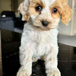 Gorgeous Cockapoo Puppies /Poodle (Toy)/Female/Younger Than Six Months,An exceptional litter of Cockapoo puppies born on the 28/04/24 and are ready for their new homes now.Pups look much larger in photos the whole litter currently weighs less then 1kg a pupPic 1 GirlPic 2 GirlPic 3 GirlPic 4 GirlPic 5 GirlWe encourage you read the full advertisement prior to yourThese pups are very suited to an apartment life style provided they are exercised .This exceptional litter has 6 Females and two males-that-will weigh in at 5kg at adulthoodCockapoos are a x between a toy poodle and a cocker spanielThese puppies have beenVet checkedMicrochippedWormedAnd are available not desexed but we highly encourage you to do soWe can recommend our Vet that works with us for the best rates and safest procedures .Puppies prices are not negotiableAnd serious inquires are urgedLeave your name and number via gumtree and I will get back to you .We are registered with Rpba 2116Similar size to Cavoodle poodle Maltese x shitzu Moodles and cavaliers and spoodle