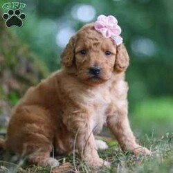 Nellie/Goldendoodle									Puppy/Female	/5 Weeks,Meet our charming little F1B Mini Goldendoodle puppy named Nellie, she is a bundle of joy and fluff that will steal your heart instantly! With soft fur and eyes that sparkle with curiosity, this little girl is ready to fill your home with joy. She has a heart full of love and a playful spirit that will fill your home with laughter. Whether cuddled up on the couch or exploring the great outdoors, she is ready to bring endless joy and companionship to the lucky family that opens their hearts to her boundless affection. Her playful demeanor makes her a wonderful companion for both individuals and families alike. She has inherited the friendly nature of the Golden Retriever and the intelligence of the Poodle! 