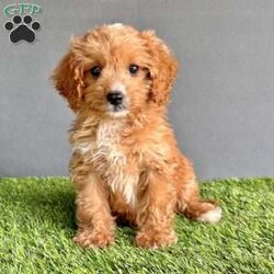 Coco/Cavapoo									Puppy/Female	/9 Weeks,Hi my name is Coco! I’m a cute hyer-allergenic cuddly cavapoo. I love playing, and snuggling. I have been family raised with small children. I have been vet checked and up to date on all my vaccines and de-wormer. I come with a one year genetic health guarantee. I am micro chipped and ready to be registered. If you would like more infomation, pictures or a video please call Aaron. We can also Facetime.  