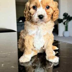 Gorgeous Cockapoo Puppies /Poodle (Toy)/Female/Younger Than Six Months,An exceptional litter of Cockapoo puppies born on the 28/04/24 and are ready for their new homes now.Pups look much larger in photos the whole litter currently weighs less then 1kg a pupPic 1 GirlPic 2 GirlPic 3 GirlPic 4 GirlPic 5 GirlWe encourage you read the full advertisement prior to yourThese pups are very suited to an apartment life style provided they are exercised .This exceptional litter has 6 Females and two males-that-will weigh in at 5kg at adulthoodCockapoos are a x between a toy poodle and a cocker spanielThese puppies have beenVet checkedMicrochippedWormedAnd are available not desexed but we highly encourage you to do soWe can recommend our Vet that works with us for the best rates and safest procedures .Puppies prices are not negotiableAnd serious inquires are urgedLeave your name and number via gumtree and I will get back to you .We are registered with Rpba 2116Similar size to Cavoodle poodle Maltese x shitzu Moodles and cavaliers and spoodle