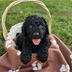 Devon/Mini Goldendoodle									Puppy/Male	/6 Weeks,To contact the breeder about this puppy, click on the “View Breeder Info” tab above.