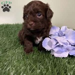 Snickers/Shih-Poo									Puppy/Male	/5 Weeks,Hey there, My name is Snickers! I am a very cute male Shihpoo puppy! I was born on May 31st, 2024. I am such a sweet little boy! I am looking for my new family, could that be with you? If you choose me I will come home to you vet checked with my vaccinations and deworming up to date, and I will also be microchipped. If you think that I would make the perfect little addition to your family, then please call or text to find out more information about me!