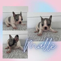 French Bulldog Puppies/French Bulldog/Both/Younger Than Six Months,Wild Flower Frenchies have 7 stunning babies available! 
