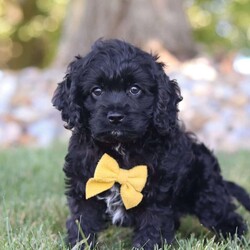 Dallin/Cockapoo									Puppy/Male	/7 Weeks,Meet Dallin, a gorgeous, Cockapoo! He is one in a million. With silky soft fur, sparkling puppy-dog-eyes and sweet puppy kisses, this little guy will steal your heart from the very first moment you meet him. Playtime and tummy rubs are his favorite and he will always find a way to make you smile with his cute puppy antics. He has been loved and doted on since birth and will be the perfect companion to go everywhere with you! His mama is a super sweet Cocker Spaniel named Sandy. She is a very friendly and has a lot of energy. Dad is a handsome Poodle named Blaze. He is super friendly and loves the outdoors. This baby will join a forever family with the first vet check completed, microchipped and current on vaccines and dewormer. Please call or text Roy to learn more about this little sweetheart! We are available Monday through Saturday.