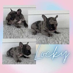 French Bulldog Puppies/French Bulldog/Both/Younger Than Six Months,Wild Flower Frenchies have 7 stunning babies available! 
