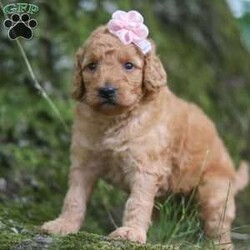 Nellie/Goldendoodle									Puppy/Female	/5 Weeks,Meet our charming little F1B Mini Goldendoodle puppy named Nellie, she is a bundle of joy and fluff that will steal your heart instantly! With soft fur and eyes that sparkle with curiosity, this little girl is ready to fill your home with joy. She has a heart full of love and a playful spirit that will fill your home with laughter. Whether cuddled up on the couch or exploring the great outdoors, she is ready to bring endless joy and companionship to the lucky family that opens their hearts to her boundless affection. Her playful demeanor makes her a wonderful companion for both individuals and families alike. She has inherited the friendly nature of the Golden Retriever and the intelligence of the Poodle! 