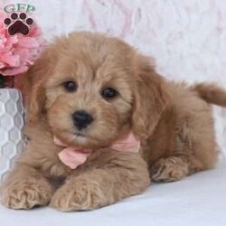 Reneta/Mini Goldendoodle									Puppy/Female	/10 Weeks,To contact the breeder about this puppy, click on the “View Breeder Info” tab above.