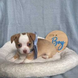 Purebred Chihuahua Pups/Chihuahua (Smooth Coat)/Both/Younger Than Six Months,I have a beautiful litter of chihuahua pupsThey will come vaccinated , microchipped , wormed , vet checked with copyThese little gems are very friendly , playful & loveableThey will come with a puppy packFemales & Males availableCertain pups can come with pedigree papersCall or text for more infoCan freight pups at buyers expensePups will be ready on the 15th of July when they’re 8 weeks of ageNO time wasters !