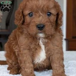 Ginger/Cavapoo									Puppy/Female	/5 Weeks,Hello everyone! Meet our precious little girl, Ginger. She is a beautiful Cavapoo puppy with a beautiful coat of soft, wavy hair! Her mom is a beautiful mini poodle and dad is a cavalier. Ginger will be between 10 and 15lbs fully grown.  She has a very sweet temperament and is very sweet and loving. She is sure to melt your heart with all her cuteness! She will be available to her new home on July 30th. Ginger is a very happy and healthy little gal!