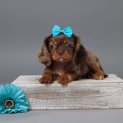 Cooper/Cavalier King Charles Spaniel									Puppy/Male	/8 Weeks,Meet Cooper, a delightful AKC registered Cavalier King Charles Spaniel looking for his forever home. Cooper is a sweet, friendly pup who has been family raised with lots of love. He’s been vet checked and is up to date on all his vaccines and dewormer. Cooper loves cuddles and playing, making him the perfect companion for any family. His charming personality and affectionate nature will steal your heart. If you’re ready to welcome a loyal and loving friend into your home, Cooper is the perfect choice. Don’t miss out on this little bundle of joy!