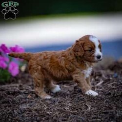 Ruby/Cavapoo									Puppy/Female	/5 Weeks,Charming and adorable Red and White Cavapoo Puppy, and I can’t wait to become a cherished member of your family.