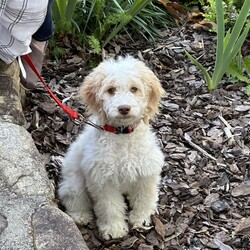 Adopt a dog:Toby/Cockapoo/Male/Baby,MEET TOBY - FOSTERED IN EAST BEND, NC!

Toby is a 7-month-old, 19-pound Cockapoo. He is a very active puppy and will thrive with a family that is very active or has an active pup that is looking for a playmate!

Toby was purchased by an elderly owner, and they were not prepared for an active puppy. Toby needs a strong leader that will take the time to train him and show him how to be a confident pup and give him basic obedience. 

Toby is doing well with his housetraining. He is in the T-Rex stage that the majority of puppies go through. Redirection on proper chew toys help with this phase. 

Toby crates well. He sleeps in his crate and asks to go out in the morning and back to bed for an hour. He is up, eats and plays with his toys and is looking for a person or pup to keep up with his extremely active puppy nature! 

He has not been tested with cats. If you have older dogs or dogs that do not play. He will be a pest. He wants to play, play and play! 

Toby is not suited for small children. Older calmer children will do well with him. 

A fenced in yard is a must! Do not apply if you do not have a fenced in yard. 

Toby is not suited for a home where no one is home most of the day. 

Please consider one's age when applying for Toby. He will live at least another 13 years and we want him to be with his forever family. 

Toby is completely vetted and microchipped. 

He does require daily grooming/brushing if one does not want him matted and he will need to visit the groomer every six weeks at the most. 

We conduct vet references, home visits and personal interviews in our adoption process. 

Please email: Lynnsrescuesquad@gmail.com for an application.