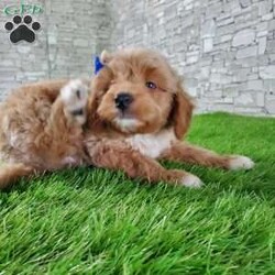 SABAN/Bernedoodle									Puppy/Male	/6 Weeks,LOOK AT ME! LOOK AT MY EYES  THEY ARE PARTLY  BLUE! I’m an F1B HYPOALERGENIC  little ball of fur. Come meet me or I can be transported to your front door for a small additional fee. Text or call for more information. 