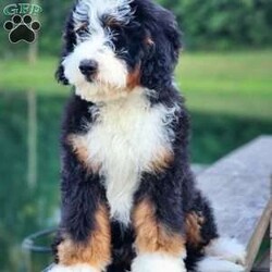 Mr Beast/Bernedoodle									Puppy/Male	/17 Weeks,Magnificent F1 medium bernedoodle teddybear…with stunning disposition…he will be approximately 50 – 60 lbs full grown…medium size with true bernese characteristics…amazing confirmation… Extremely intelligent…  any training will be a breeze… Very loyal and sweet just like a bernese mountain dog… He is an absolutely stunning specimen… All your neighbors will be jealous… These genetics are proven… For their stunning appearance… Deep rich non fading colors… Combined with the sweetest personality perfect for a service dog or therapy dog…the possibilities are endless… I highly recommend that you come meet us in person… or set up a time for a video call…