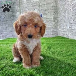 SABAN/Bernedoodle									Puppy/Male	/6 Weeks,LOOK AT ME! LOOK AT MY EYES  THEY ARE PARTLY  BLUE! I’m an F1B HYPOALERGENIC  little ball of fur. Come meet me or I can be transported to your front door for a small additional fee. Text or call for more information. 