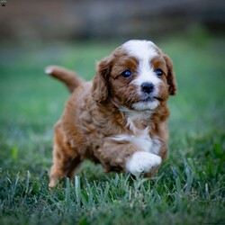 Ruby/Cavapoo									Puppy/Female	/5 Weeks,Charming and adorable Red and White Cavapoo Puppy, and I can’t wait to become a cherished member of your family.