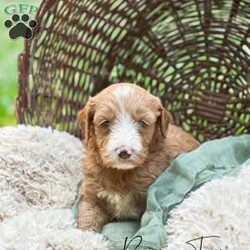 Banjo Tune/Mini Goldendoodle									Puppy/Male	/May 21st, 2024,Hi, my name is Banjo Tune! I am a cute and cuddly little guy! I was born into a litter of 6! I love to play with my siblings and my humans! I give kisses and wag my little tail! I have a very sweet personality! I also have beautiful patches of white fur! I would love to be your little boy! I have also had my first vaccine, have been dewormed, and has been vet checked! Our goal as a family with children is to raise beautiful n spoiled puppies for families who are looking to add a furry baby to their family! We take special time with each puppy to play n interact with them! We rub their sweet little paws which is helpful in the future for grooming or just being touched! This baby was born n raised in the living room with our family! So he’s very sociable n friendly!!! He’s absolutely adorable n sweet! Would you like to come to our house n sit down in the living room n meet this handsome little boy? Just text or call me n we’ll set up a date n time!