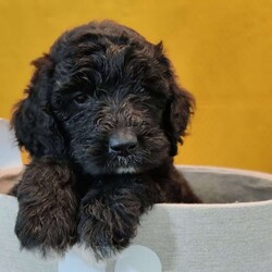 Eclipse/Goldendoodle									Puppy/Female	/May 21st, 2024,Eclipse is a sweet, slightly shy puppy. She’s likely going to be a very loyal companion to the one who chooses her as his/her very own best furry friend. She’s up to date on deworming and vaccinations, Vet checked with a Health Certificate and comes with a One Year Health Guarantee.