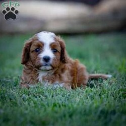 Ruby/Cavapoo									Puppy/Female	/5 Weeks,Charming and adorable Red and White Cavapoo Puppy, and I can’t wait to become a cherished member of your family.