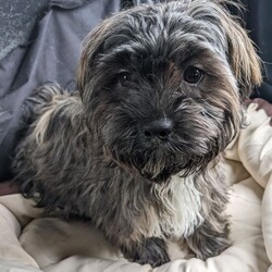 Adopt a dog:Cloud/Shih Tzu/Male/Young,**We are only fostering/adopting in the tri-state area-- (NYC/CT/NJ)**

Cloud is a year old Shorkie mix. He needs someone who has extensive dog experience. He is not for a home with kids. His owner passed away and he is up for adoption. Wee wee pad trained. To inquire about fostering (NJ/LI/NYC area) or adopting, fill out an application at www.heavenlyangelsanimalrescue.org