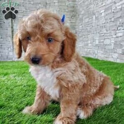 SABAN/Bernedoodle									Puppy/Male	/6 Weeks,LOOK AT ME! LOOK AT MY EYES  THEY ARE PARTLY  BLUE! I’m an F1B HYPOALERGENIC  little ball of fur. Come meet me or I can be transported to your front door for a small additional fee. Text or call for more information. 