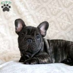 Jackson/French Bulldog									Puppy/Male	/May 16th, 2024,Meet Jackson, a snuggly and easy going French Bulldog puppy! This sweet and playful pup is vet checked and up to date on shots and wormer. Jackson can be registered with the AKC and comes with a health guarantee provided by the breeder. This amazing pup is family raised with children and is well socialized. To find out more about Jackson, please contact Elam & Rebecca today!