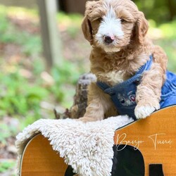 Banjo Tune/Mini Goldendoodle									Puppy/Male	/May 21st, 2024,Hi, my name is Banjo Tune! I am a cute and cuddly little guy! I was born into a litter of 6! I love to play with my siblings and my humans! I give kisses and wag my little tail! I have a very sweet personality! I also have beautiful patches of white fur! I would love to be your little boy! I have also had my first vaccine, have been dewormed, and has been vet checked! Our goal as a family with children is to raise beautiful n spoiled puppies for families who are looking to add a furry baby to their family! We take special time with each puppy to play n interact with them! We rub their sweet little paws which is helpful in the future for grooming or just being touched! This baby was born n raised in the living room with our family! So he’s very sociable n friendly!!! He’s absolutely adorable n sweet! Would you like to come to our house n sit down in the living room n meet this handsome little boy? Just text or call me n we’ll set up a date n time!