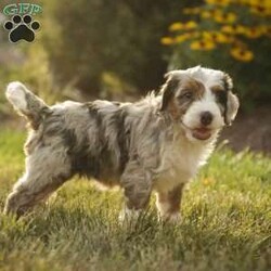 Sadie/Bernedoodle									Puppy/Female	/6 Weeks,Greetings from Homestead Companions! Hi, I am Sadie, a tricolored blue merle Bernedoodle female. 