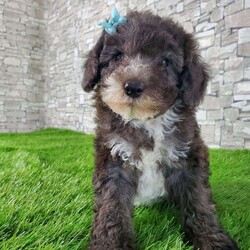 SAMSON/Bernedoodle									Puppy/Male	/6 Weeks,LOOK AT ME! IM a healthy happy friendly fluffy little puppy !I would love to be your friend! I’m an F1B HYPOALERGENIC Little  ball of fur. Come meet me or I can be transported to your front door for a small additional fee. Text or call for more information. 