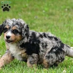 Izzy/Bernedoodle									Puppy/Female	/8 Weeks,Meet Izzy, she will melt your heart with her cuteness, super sweet loving temperament and personality. 