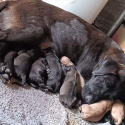 Adopt a dog:Fruity/Labrador Retriever/Female/Baby,Born May 31st  2024

Look at these precious little babies ! They still need several weeks before they can go home but we need to start taking in apps now for them so we have a plan. Please only apply  if you will be ready to take them home take them home by August 3rd. Mom is a Lab Mix and we were told the dad was a Great Pyrenees in the neighborhood who broke into other people's yards. These pups will not be Super Giant full grown but maybe around 80ish . They have been hand raised with a loving family and thwir mama is doing amazing with them.

Get your applications in.
You must have an approved application to come and meet them. Once you submit an application please reach out to us in text or email. We text people so make sure your phone is not blocking unkown callers. Please do not submit an application and then ignore us when we contact you. Please send us a message on Facebook and don't forget to Like and Follow our page . Submit an application at
https://www.peytonssafehaven.org/adoption-applicatio