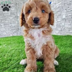 SABAN/Bernedoodle									Puppy/Male	/6 Weeks,LOOK AT ME! LOOK AT MY EYES  THEY ARE PARTLY  BLUE! I’m an F1B HYPOALERGENIC  little ball of fur. Come meet me or I can be transported to your front door for a small additional fee. Text or call for more information. 