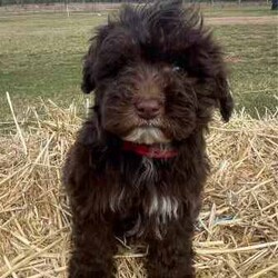 F1 Mini Bordoodle puppies /Poodle (Toy)/Both/Younger Than Six Months,Valleyrose Boredoodles have a litter of 10 gorgeous puppies available for their forever homes 