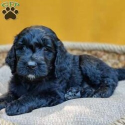 Coal/Goldendoodle									Puppy/Male	/May 21st, 2024,Coal is a sweet, happy puppy, all ready to go to his furever home on July 16th. He’s up to date on deworming and vaccinations, Vet checked with a Health Certificate and comes with a One Year Health Guarantee. 