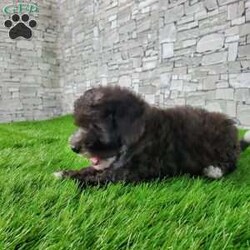 SAMSON/Bernedoodle									Puppy/Male	/6 Weeks,LOOK AT ME! IM a healthy happy friendly fluffy little puppy !I would love to be your friend! I’m an F1B HYPOALERGENIC Little  ball of fur. Come meet me or I can be transported to your front door for a small additional fee. Text or call for more information. 