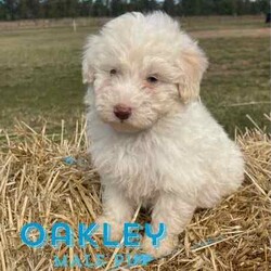 F1 Mini Bordoodle puppies /Poodle (Toy)/Both/Younger Than Six Months,Valleyrose Boredoodles have a litter of 10 gorgeous puppies available for their forever homes 