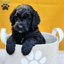 Coal/Goldendoodle									Puppy/Male	/May 21st, 2024,Coal is a sweet, happy puppy, all ready to go to his furever home on July 16th. He’s up to date on deworming and vaccinations, Vet checked with a Health Certificate and comes with a One Year Health Guarantee. 