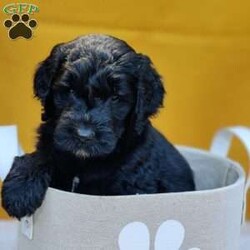 Coal/Goldendoodle									Puppy/Male	/May 21st, 2024,Coal is a sweet, happy puppy, all ready to go to his furever home on July 16th. He’s up to date on deworming and vaccinations, Vet checked with a Health Certificate and comes with a One Year Health Guarantee. 